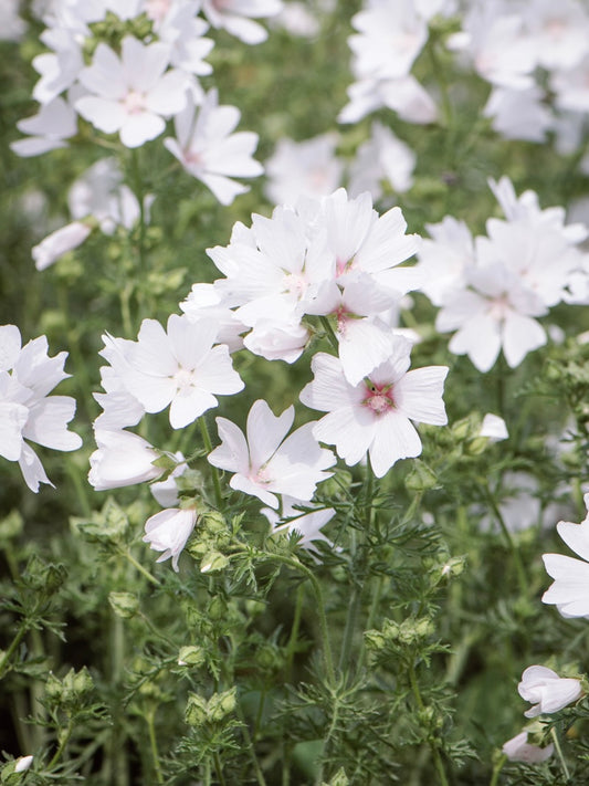 Ślaz piżmowy Malva moschata f. alba