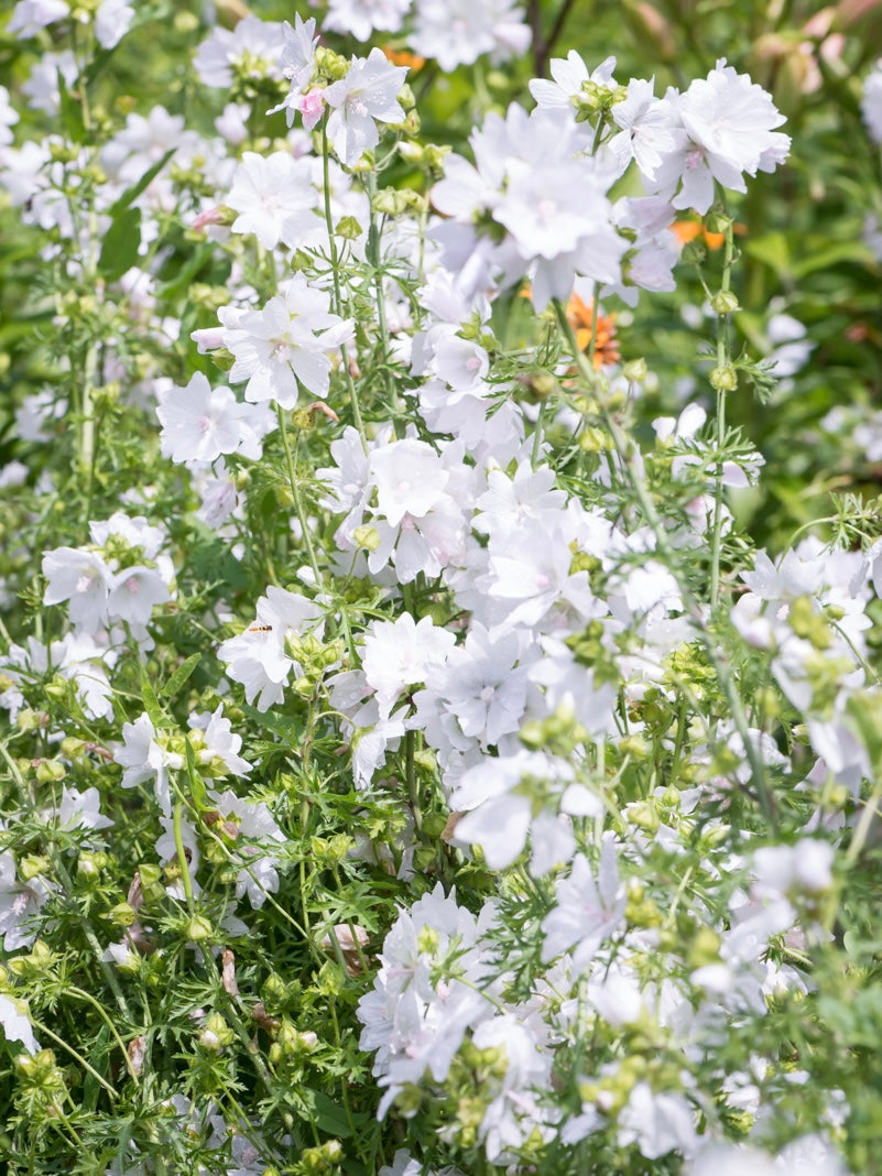 Ślaz piżmowy Malva moschata f. alba