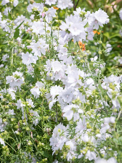 Ślaz piżmowy Malva moschata f. alba