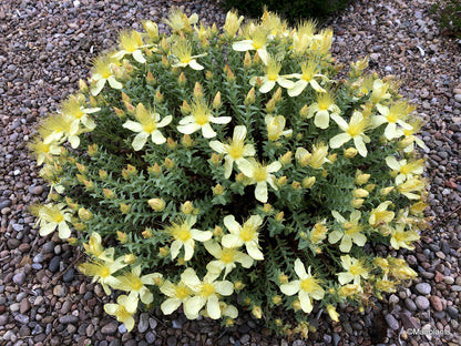 Dziurawiec olimpijski Hypericum olympicum 'Moonlight'