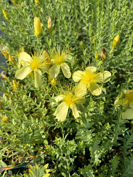 Dziurawiec olimpijski Hypericum olympicum 'Moonlight'