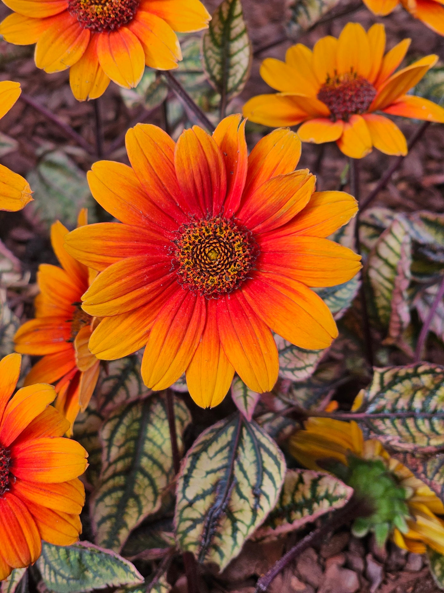 Słoneczniczek szorstki Heliopsis helianthoides var. scabra 'Orange Marble'
