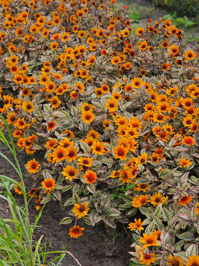 Słoneczniczek szorstki Heliopsis helianthoides var. scabra 'Orange Marble'