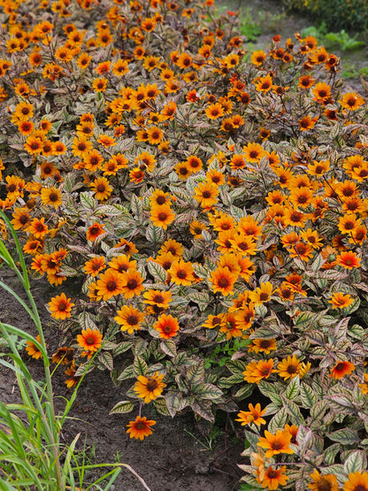 Słoneczniczek szorstki Heliopsis helianthoides var. scabra 'Orange Marble'
