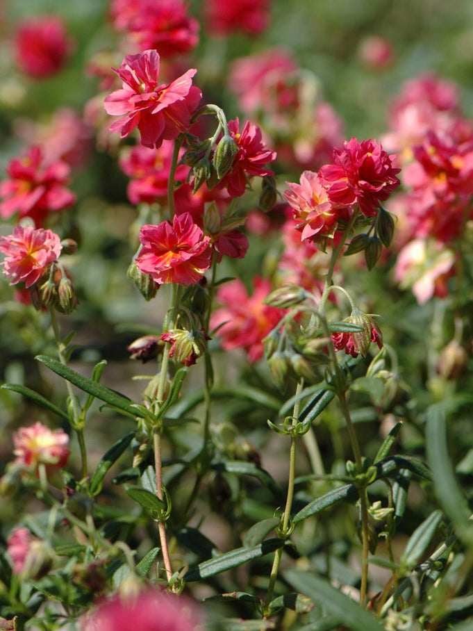 Posłonek rozesłany Helianthemum nummularium 'Cerise'