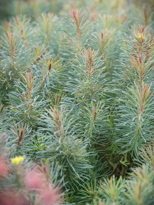 Wilczomlecz sosnka Euphorbia cyparissias 'Fens Ruby'