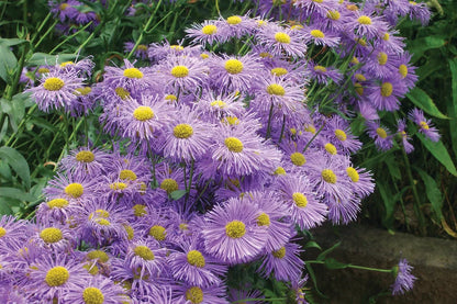 Przymiotno okazałe Erigeron speciosus 'Azure Beauty'