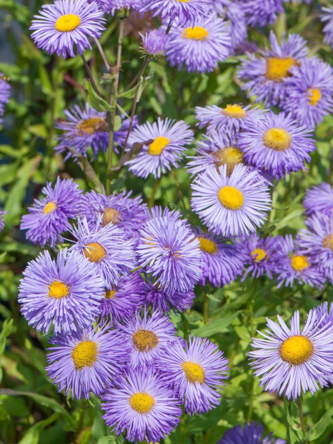 Przymiotno okazałe Erigeron speciosus 'Azure Beauty'