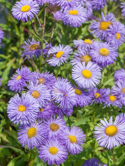 Przymiotno okazałe Erigeron speciosus 'Azure Beauty'