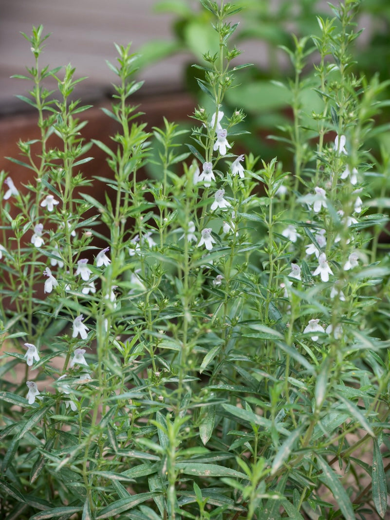 Cząber górski Satureja montana
