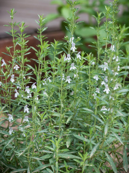 Cząber górski Satureja montana