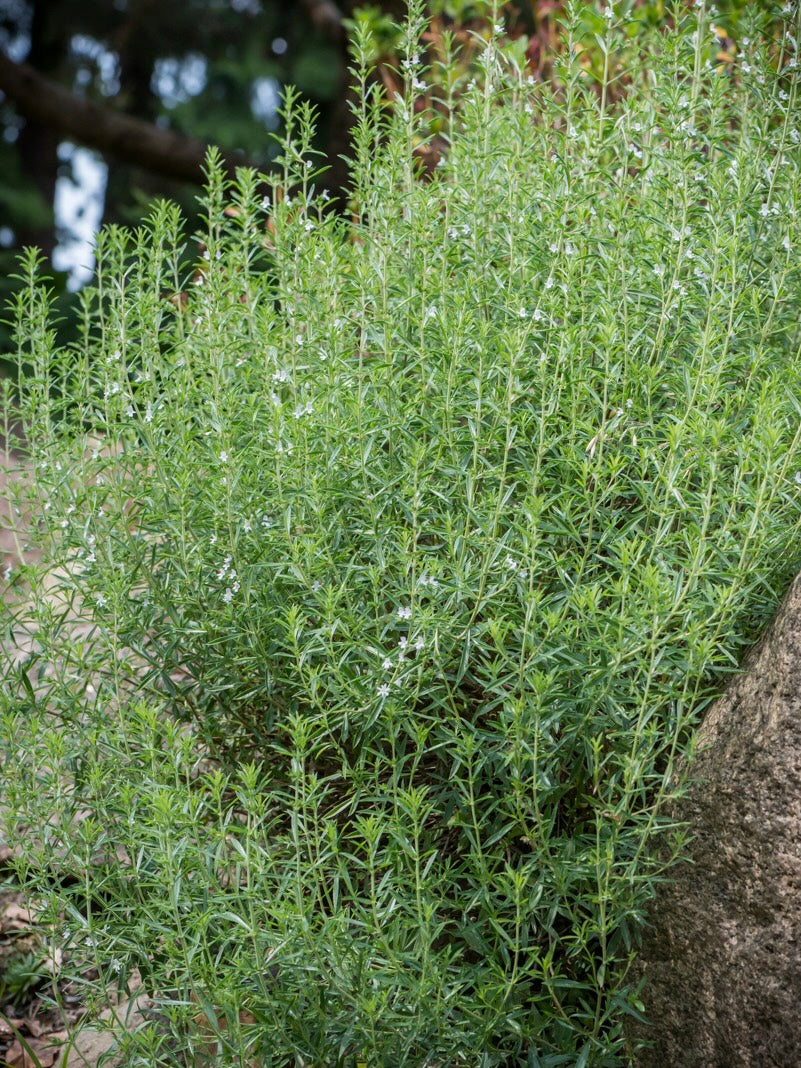 Cząber górski Satureja montana