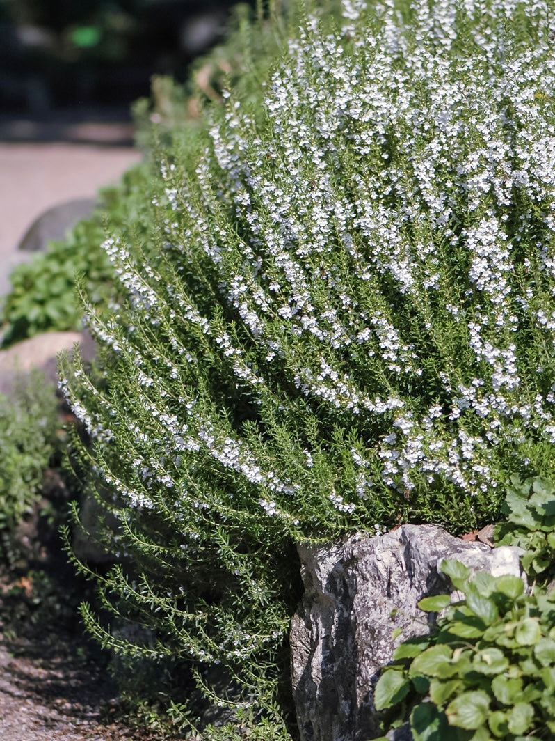 Cząber górski Satureja montana