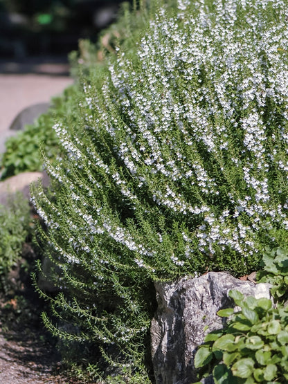 Cząber górski Satureja montana