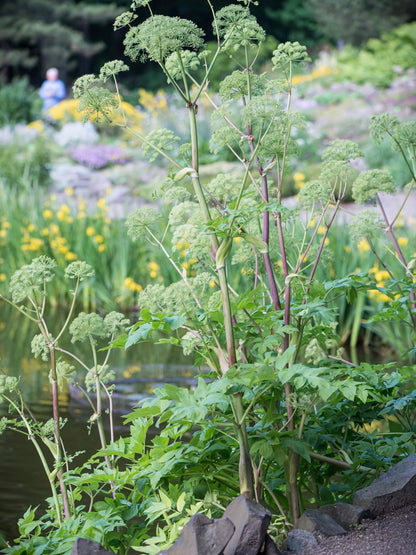 Arcydzięgiel litwor Angelica archangelica