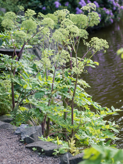 Arcydzięgiel litwor Angelica archangelica