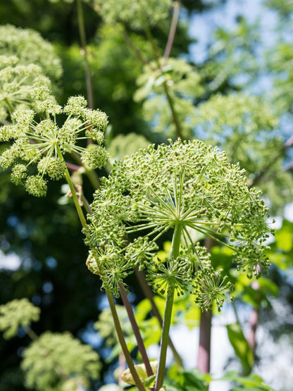 Arcydzięgiel litwor Angelica archangelica