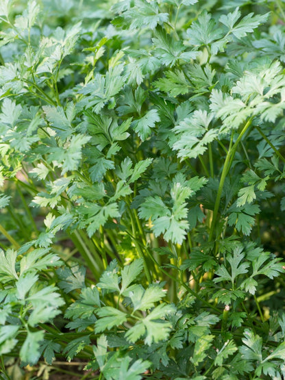 Pietruszka naciowa Petroselinum crispum 'Rialto'