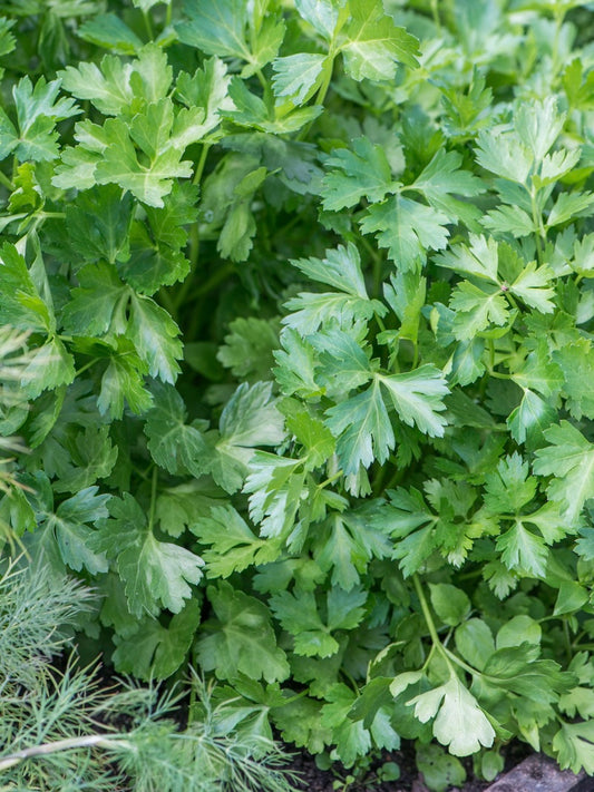 Pietruszka naciowa Petroselinum crispum 'Rialto'