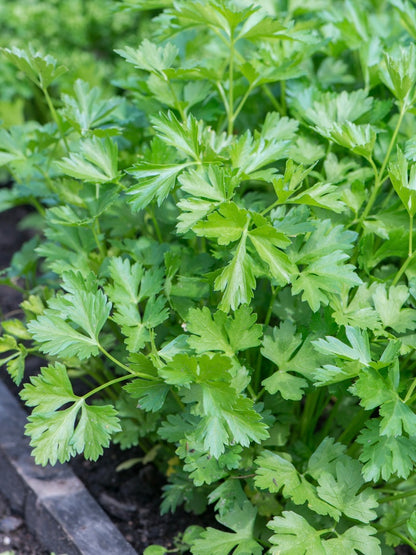 Pietruszka naciowa Petroselinum crispum 'Rialto'