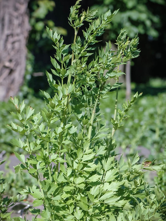 Lubczyk ogrodowy Levisticum officinale