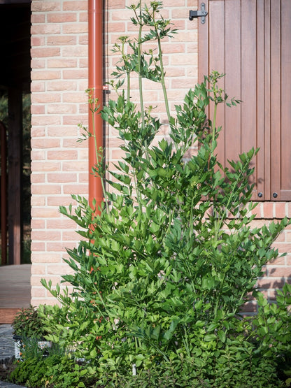 Lubczyk ogrodowy Levisticum officinale