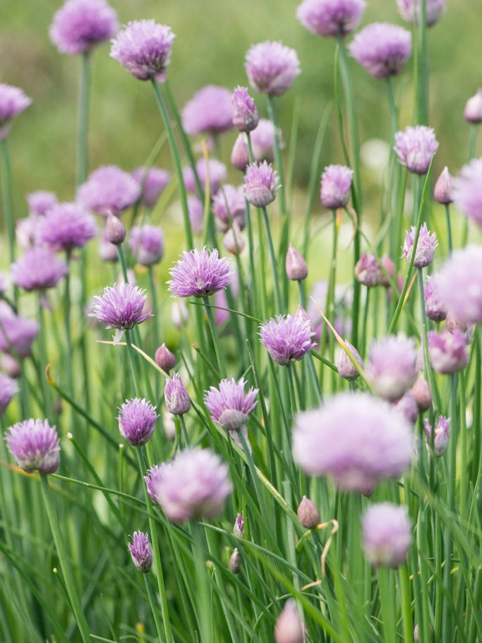 Szczypiorek Allium schoenoprasum