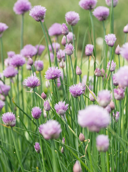 Szczypiorek Allium schoenoprasum