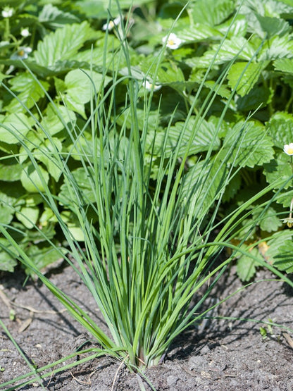Szczypiorek Allium schoenoprasum