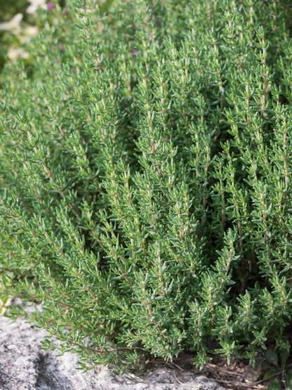 Tymianek pospolity Thymus vulgaris