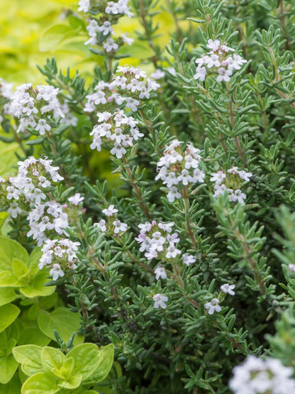 Tymianek pospolity Thymus vulgaris