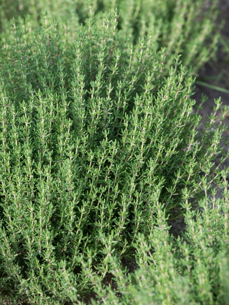 Tymianek pospolity Thymus vulgaris