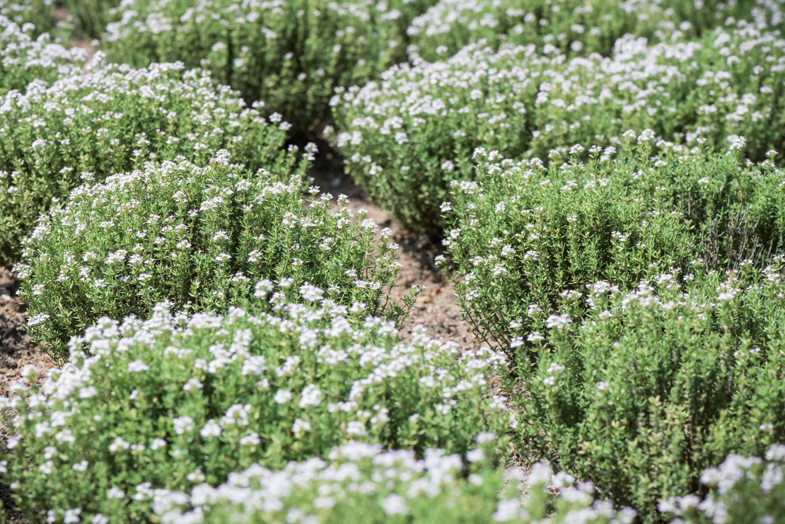 Tymianek pospolity Thymus vulgaris