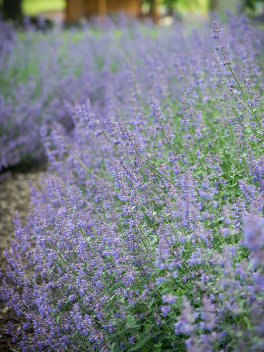 Kocimiętka Fassena Nepeta faassenii 'Six Hill's Giant'