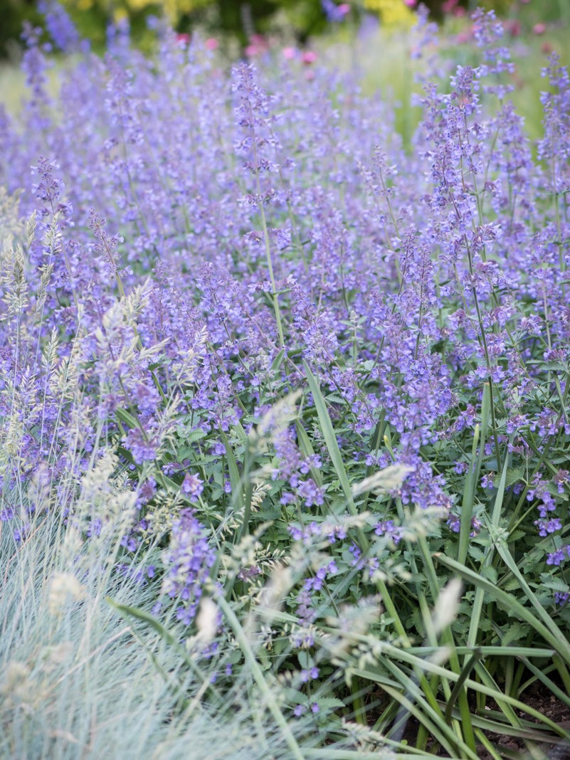 Kocimiętka Fassena Nepeta faassenii 'Six Hill's Giant'