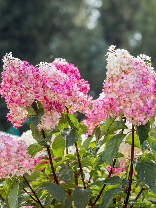 Hortensja bukietowa Hydrangea Panikulata 'Vanilla Fraise'