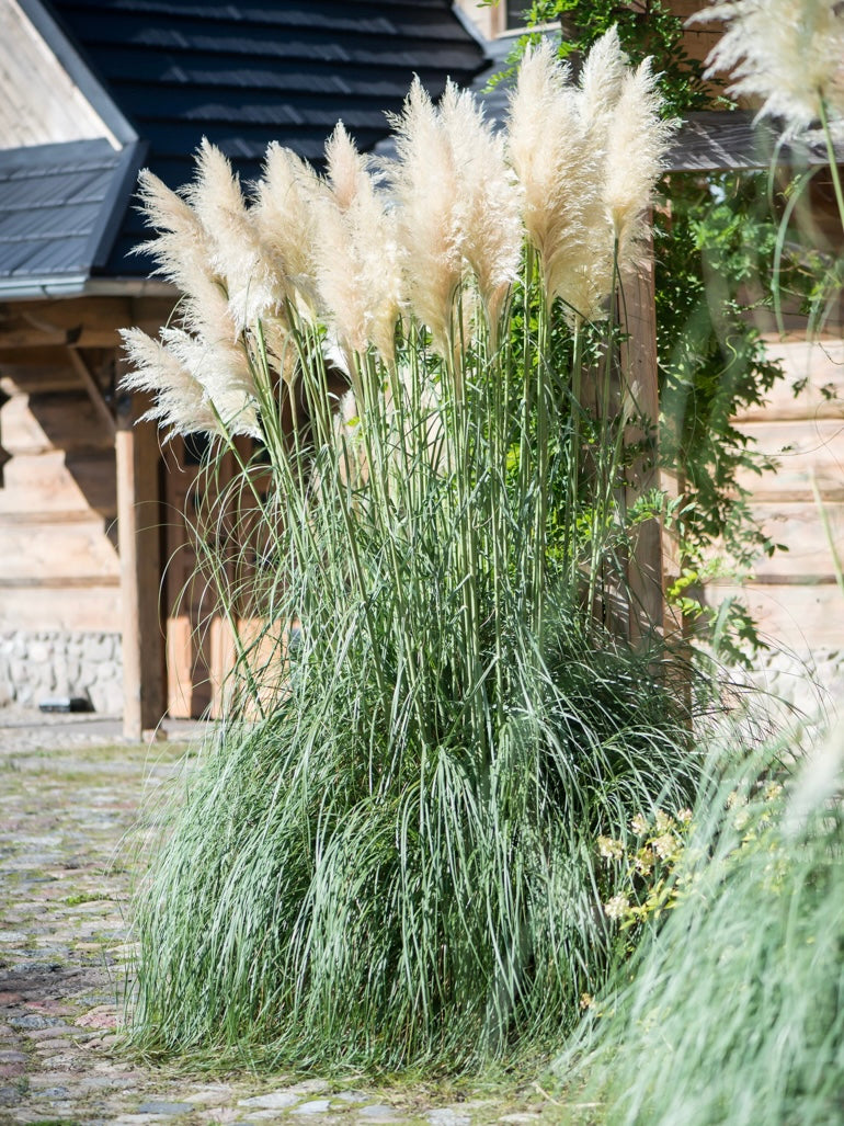 Trawa pampasowa Cortaderia selloana 'White Feather'