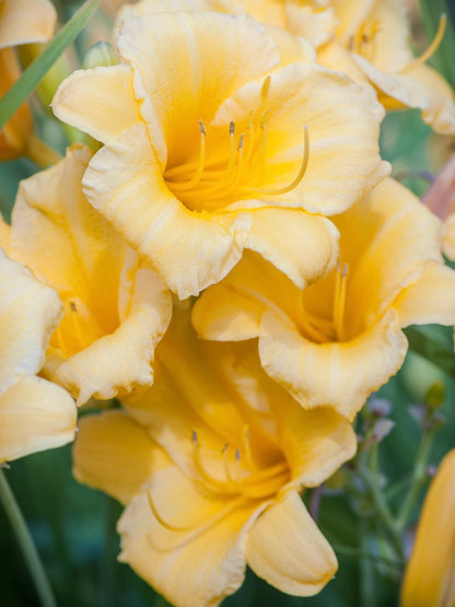 Liliowiec ogrodowy Hemerocallis 'Stella d'Oro'