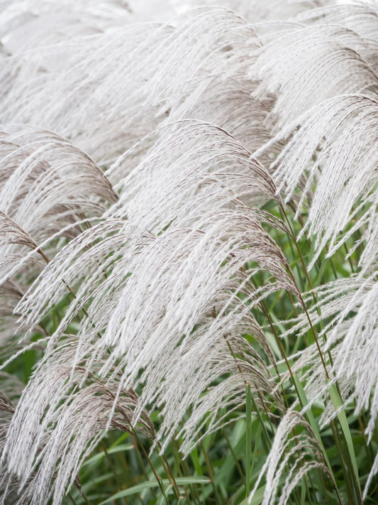 Miskant chiński Miscanthus sinensis 'Memory'