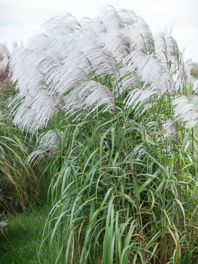 Miskant chiński Miscanthus sinensis 'Memory'