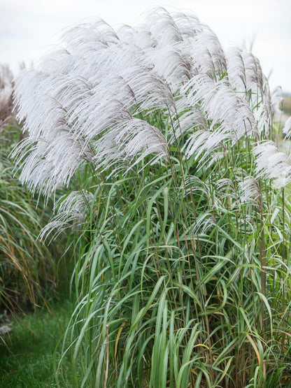 Miskant chiński Miscanthus sinensis 'Memory'