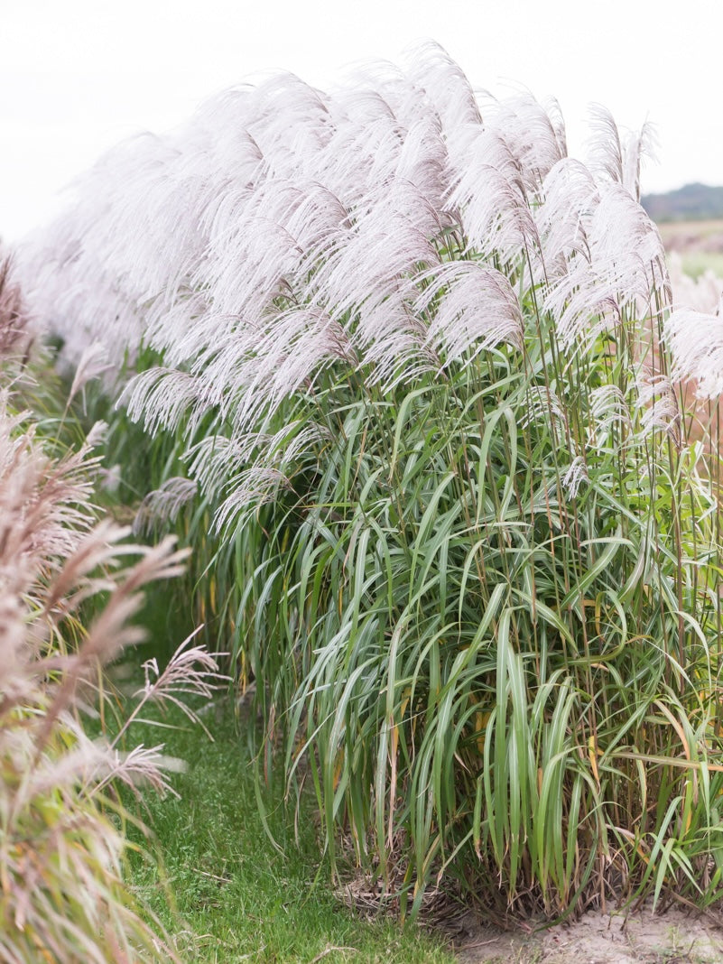 Miskant chiński Miscanthus sinensis 'Memory'