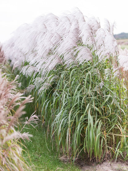 Miskant chiński Miscanthus sinensis 'Memory'