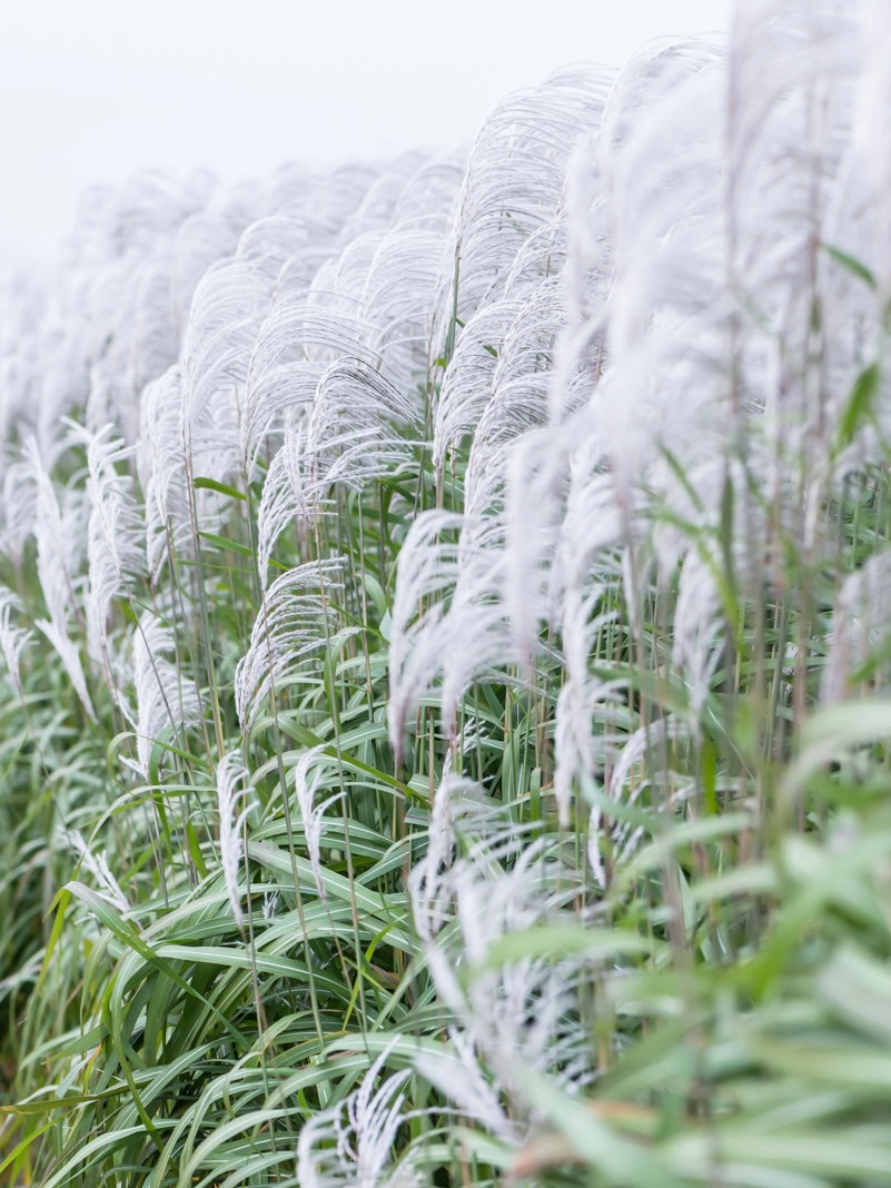 Miskant chiński Miscanthus sinensis 'Memory'