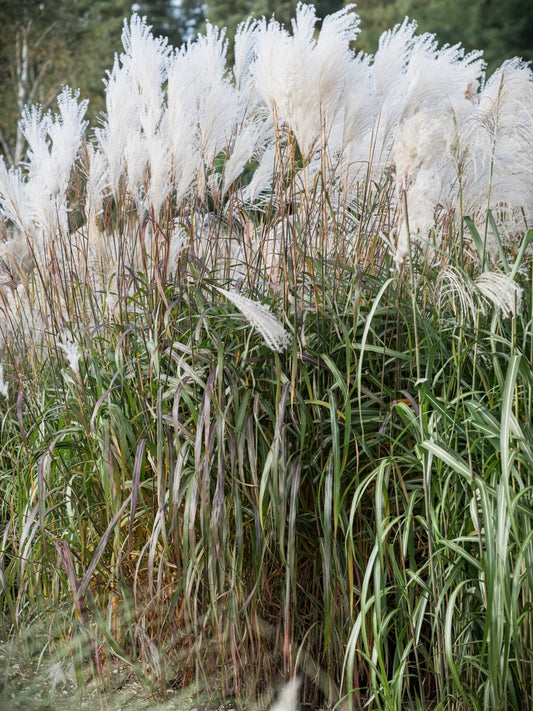 Miskant chiński Miscanthus sinensis 'Rosi'