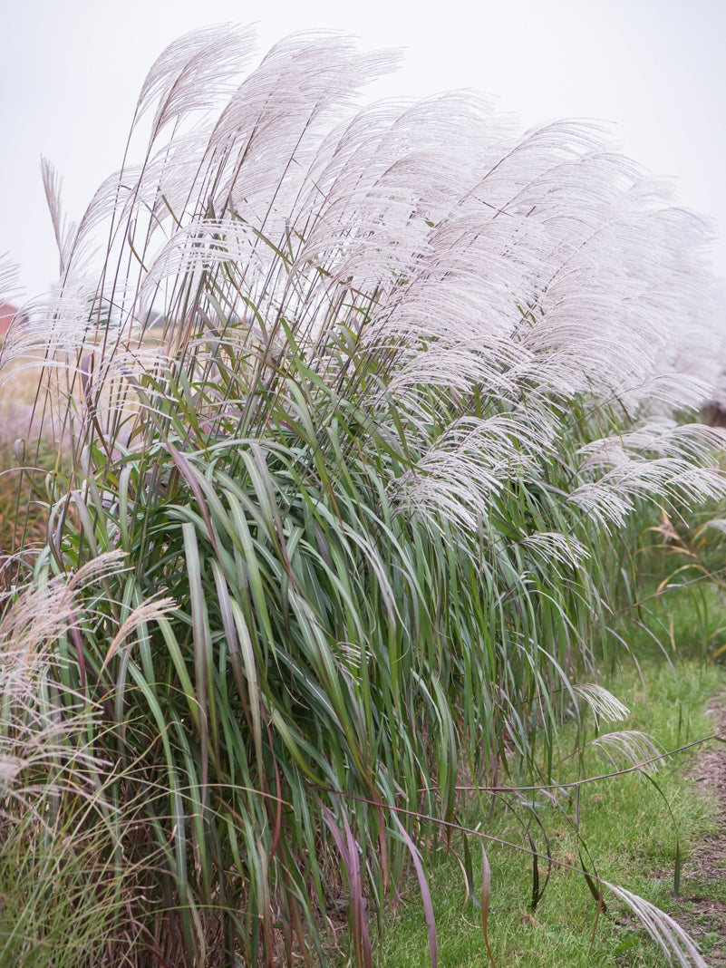 Miskant chiński Miscanthus sinensis 'Rosi'