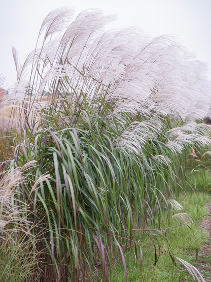 Miskant chiński Miscanthus sinensis 'Rosi'