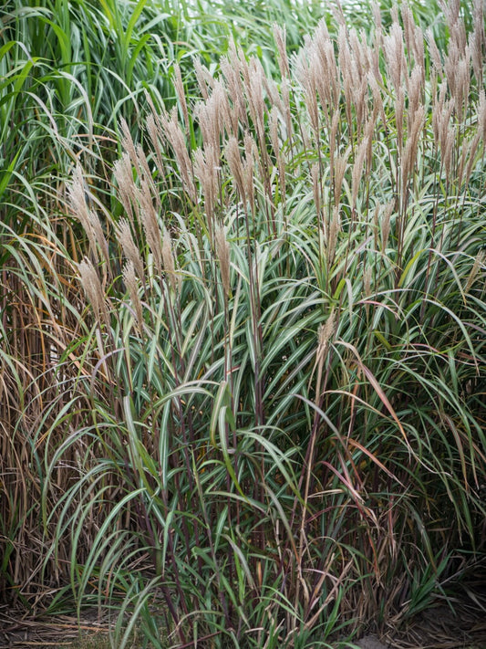 Miskant chiński Miscanthus sinensis 'Wodan'