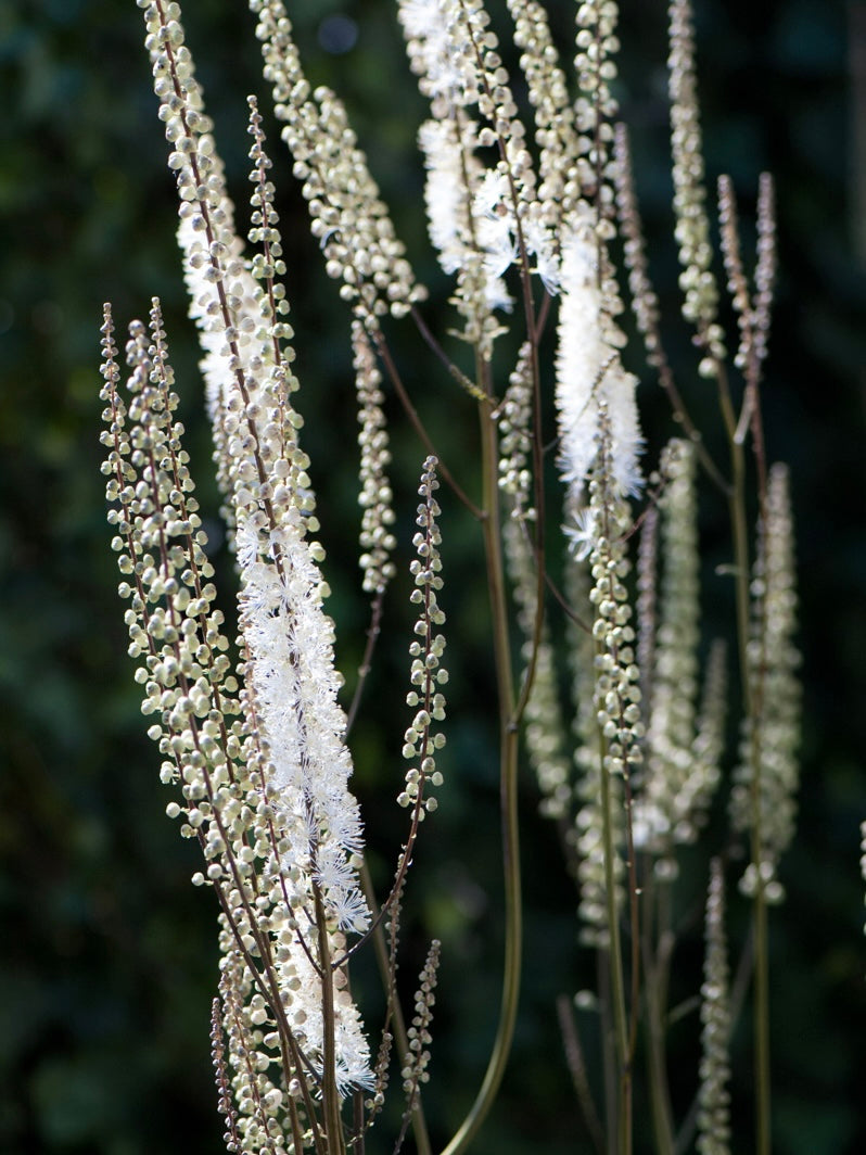 Pluskwica sercolistna Actaea racemosa var. cordifolia