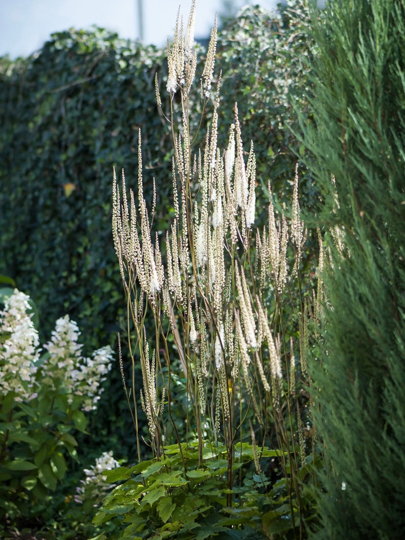 Pluskwica sercolistna Actaea racemosa var. cordifolia
